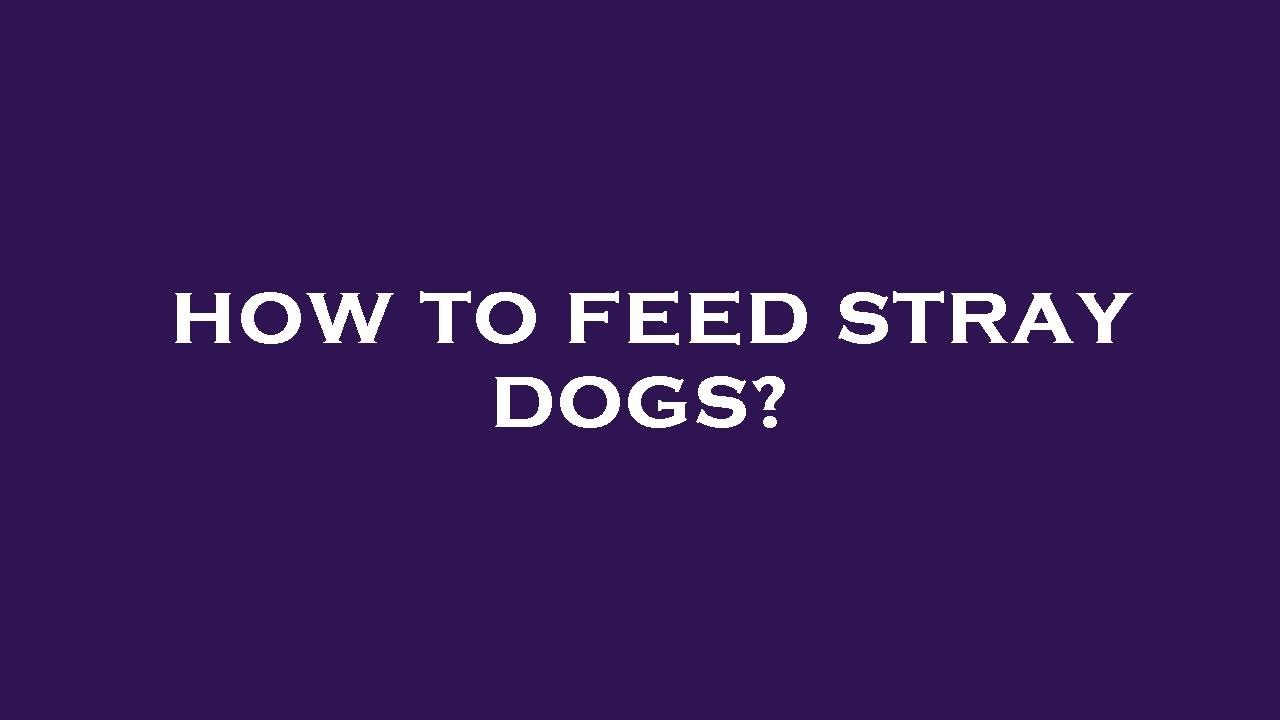 How To Feed Stray Dogs YouTube How To Feed Stray Dogs YouTube