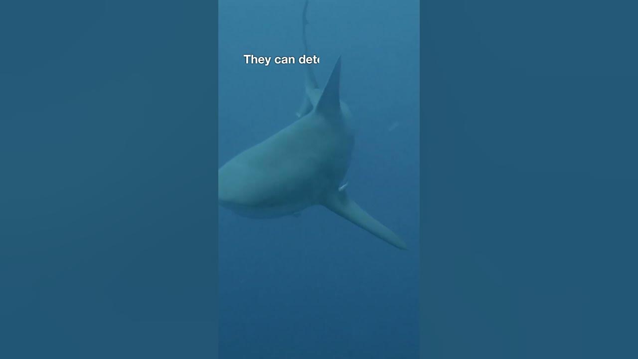 Bull Sharks: The Mysterious Predators! #facts #shark #shorts - YouTube