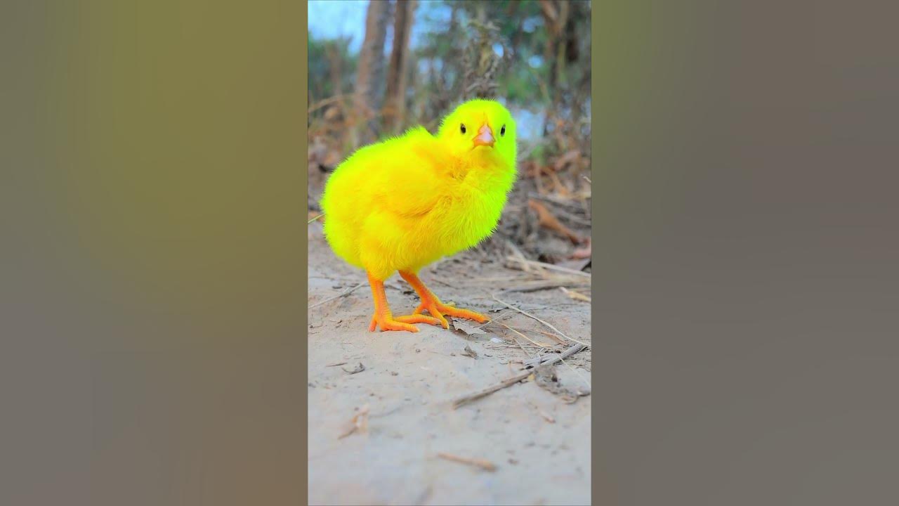 These yellow chicks are the definition of adorable😍 ️ trending 