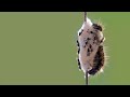 Гусеница и наездники (Parasitica).   The caterpillar and Parasitica