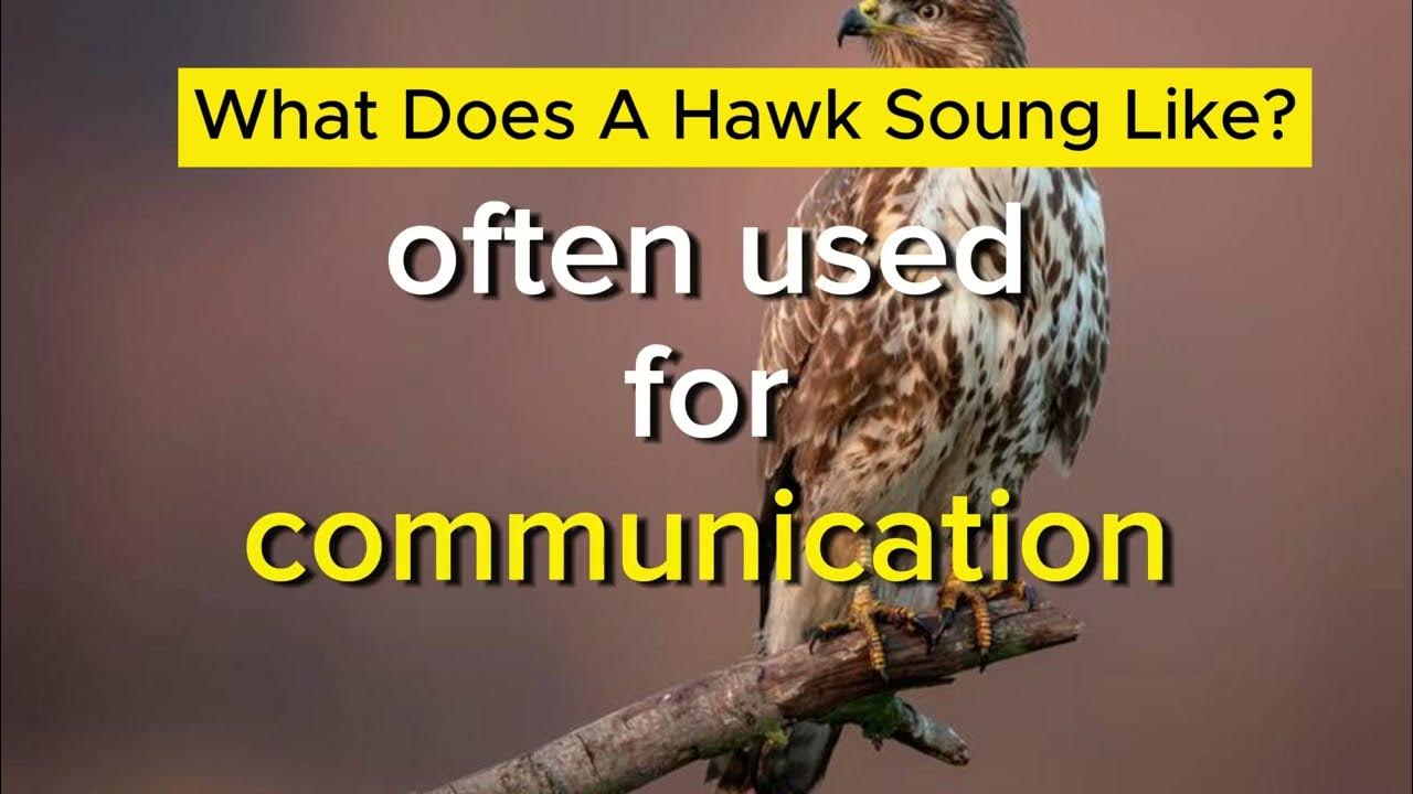 What does a HAWK sound Like? YouTube