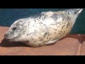 Морской котик вылез из воды погреться на солнышке. Тюлень