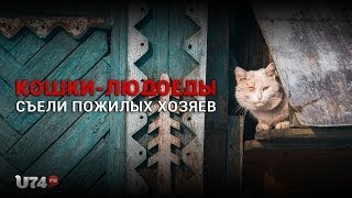 U74.RU: В Миассе кошки-людоеды съели пожилых хозяев (18+) U74.RU: В Миассе кошки-людоеды съели пожилых хозяев (18+)