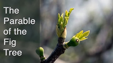 The Parable of the Fig Tree