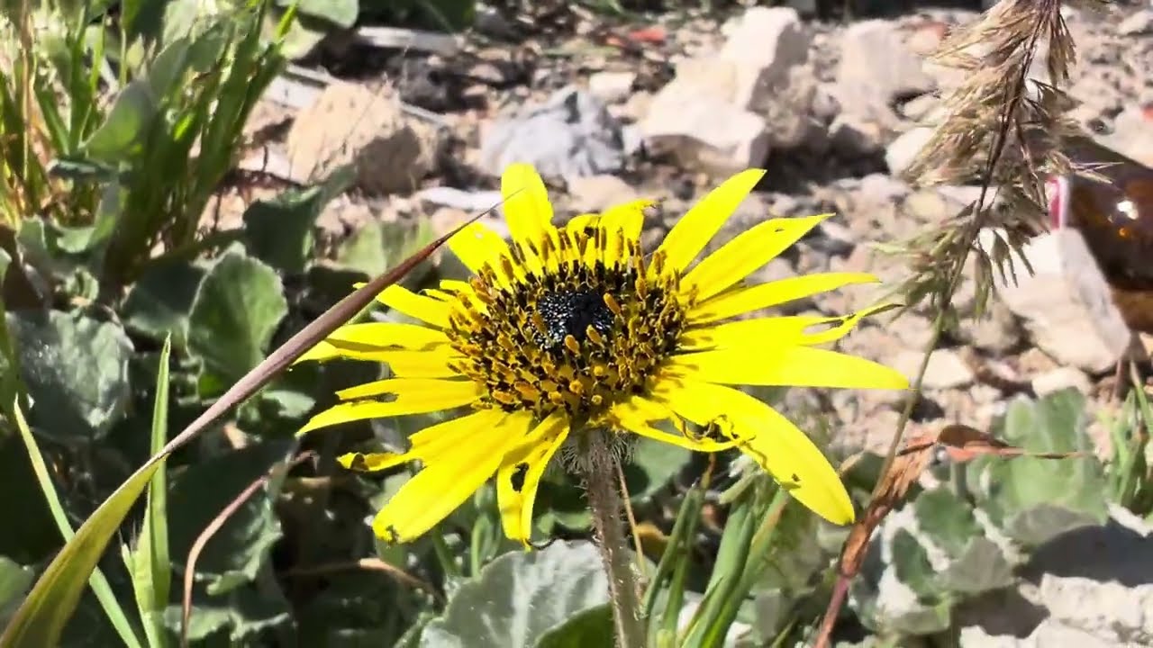 Kaapse goudsbloem (Arctotheca calendula) - 2025-02-26
