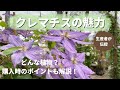 【花】クレマチスってどんな植物?購入時のポイントは?