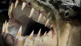 Goliath Tigerfish | River Monsters