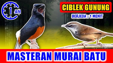 MASTERAN MURAI BATU - suara Ciblek Gunung Ngebren jernih keras berjeda 1 menit FULL 1 JAM