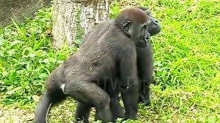 Ringo: Dad, don’t keep coming here😆🤣💦|D'jeeco Family|Gorilla|Taipei zoo