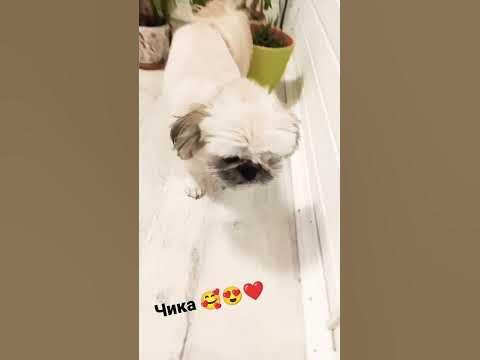 чикуся 😍🥰 - YouTube