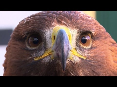 French army grooms eagles to down drones