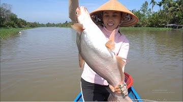 76 / Thôn nữ giăng câu trúng bầy cá tra sông Cái Bé | Fishing