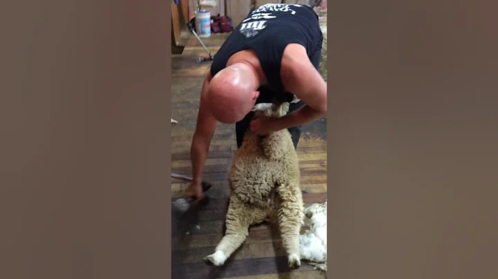 david fagan shed shearing