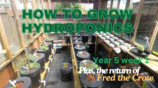 How to grow Hydroponics, year 5, week 1, plus Fred The Crow