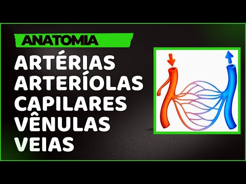 Vídeo: Por que a arteríola eferente não é uma vênula?