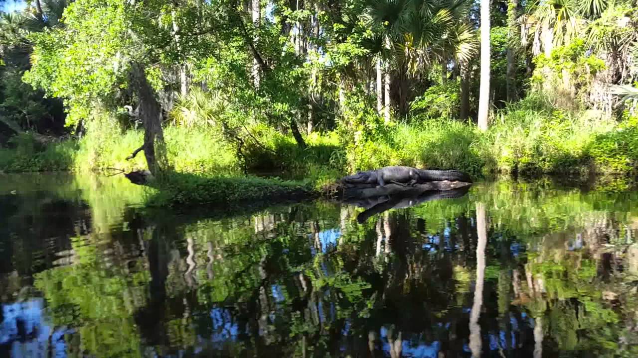 Gator at Turkey Creek YouTube