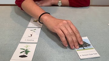 Life cycle of The Oak tree