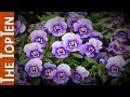 The top ten most beautiful violet flowers