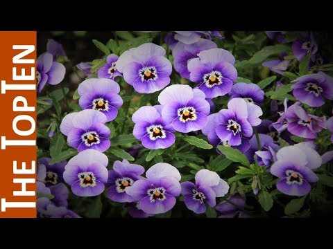 The Top Ten Most Beautiful Violet Flowers