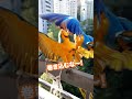 玉突き事故⚠️発生💥🦜｜PECO