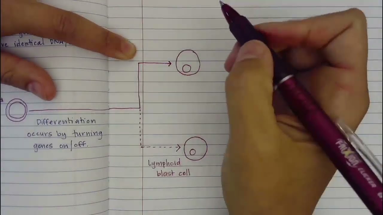 Differentiation Notes