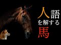動物は人のことばを理解できるのか？【犬・馬編】