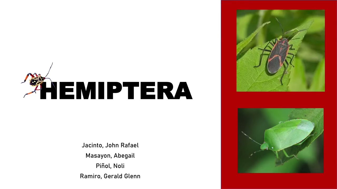 VET PARA 1 | True Bugs (Order Hemiptera) Version 2 | Chapter 7.3 (Student Output)