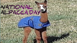 NATIONAL ALPACCA DAY November 10th [REE REE MARIE]