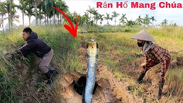 Cuộc Gọi Khẩn Cấp Của Cô Nông Dân Đang Cắt Cỏ Phát Hiện 3 Con Rắn Hổ Mang Ngoài Bờ Ruộng