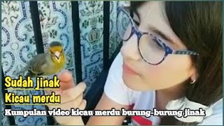 Istimewa sudah jinak,gacor,kicaunya merdu