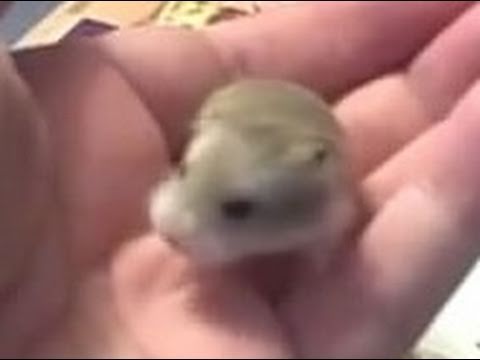 Baby Roborovski Hamsters Youtube