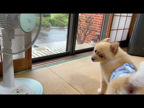 【残念】帰省中に突然雨が降り出して悲しそうなポメラニアン…