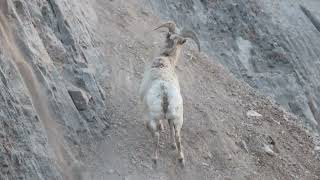 Bighorn Sheep Ram Running Uphill