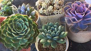 HOW DO I KNOW IF MY SUCCULENTS ARE HEALTHY ? | SUCCULENT CARE TIPS