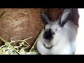 Un nou videoclip la iepuri.🐰🐇