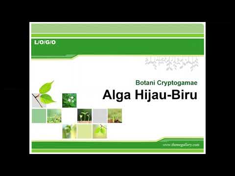 Video: Perbezaan Antara Alga Hijau Biru Dan Alga Hijau