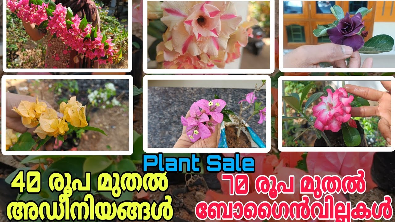 Plant Sale | അഡീനിയവും ബോഗൈൻവില്ലയും വിലക്കുറവിൽ 🤩 #plantsale #adenium #bougainvillea#sale #garden
