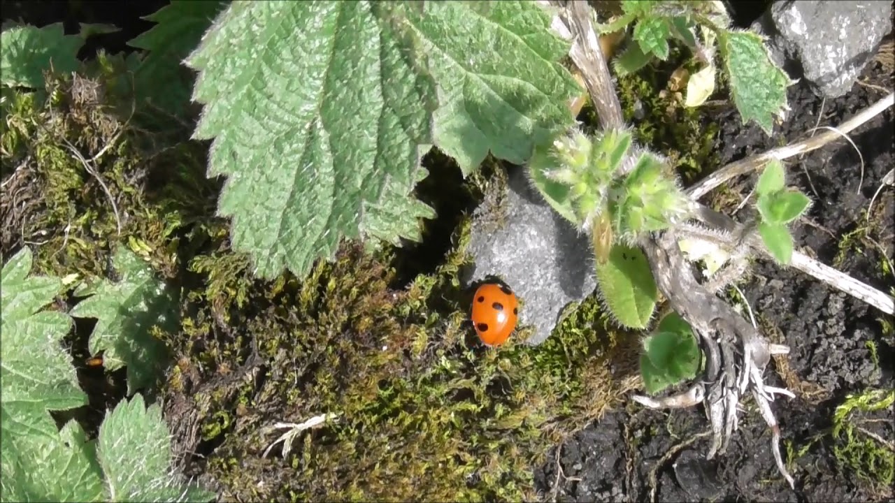 First Ladybird of the Year spotted Belfast