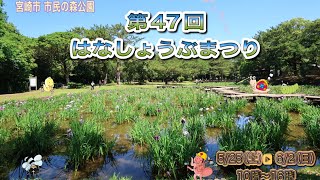 宮崎市内にある阿波岐原森林公園市民の森で花しょうぶ祭りが開催中   週半ば満開を狙ってやってきましたが…  5/26土6/2日迄