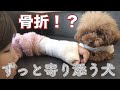 怪我をした娘に寄り添う犬 トイプードルとチワワと娘の思い出ぽろりん