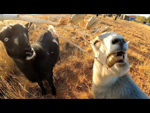 It's A Goat