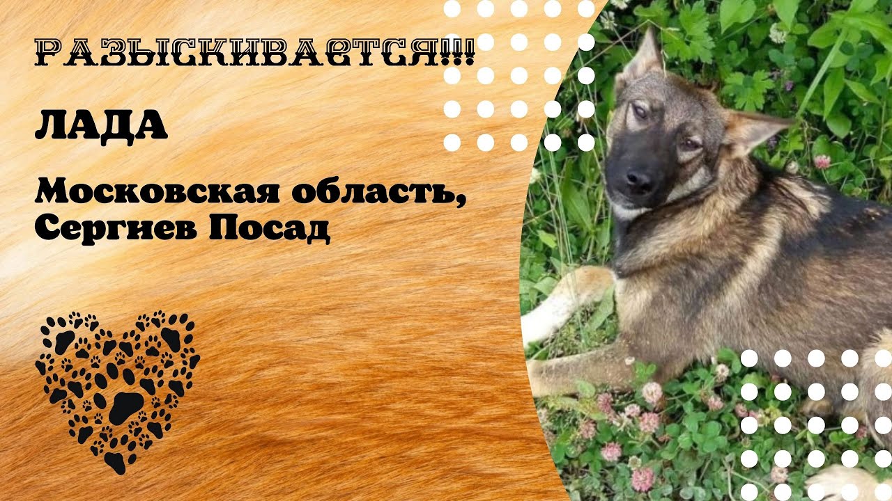 Пропала собака! ЛАДА. Московская область, Сергиев Посад - YouTube
