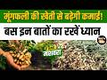 Farming Tips: मूंगफली की खेती करने वाले किसान जरूर देखें ये सलाह मशवरा #tipsandtricks #peanutfarming