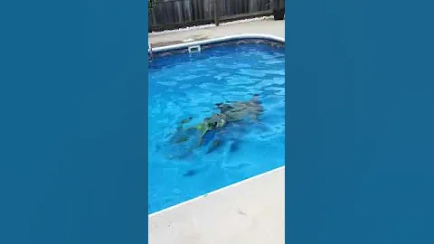Dolphin Show