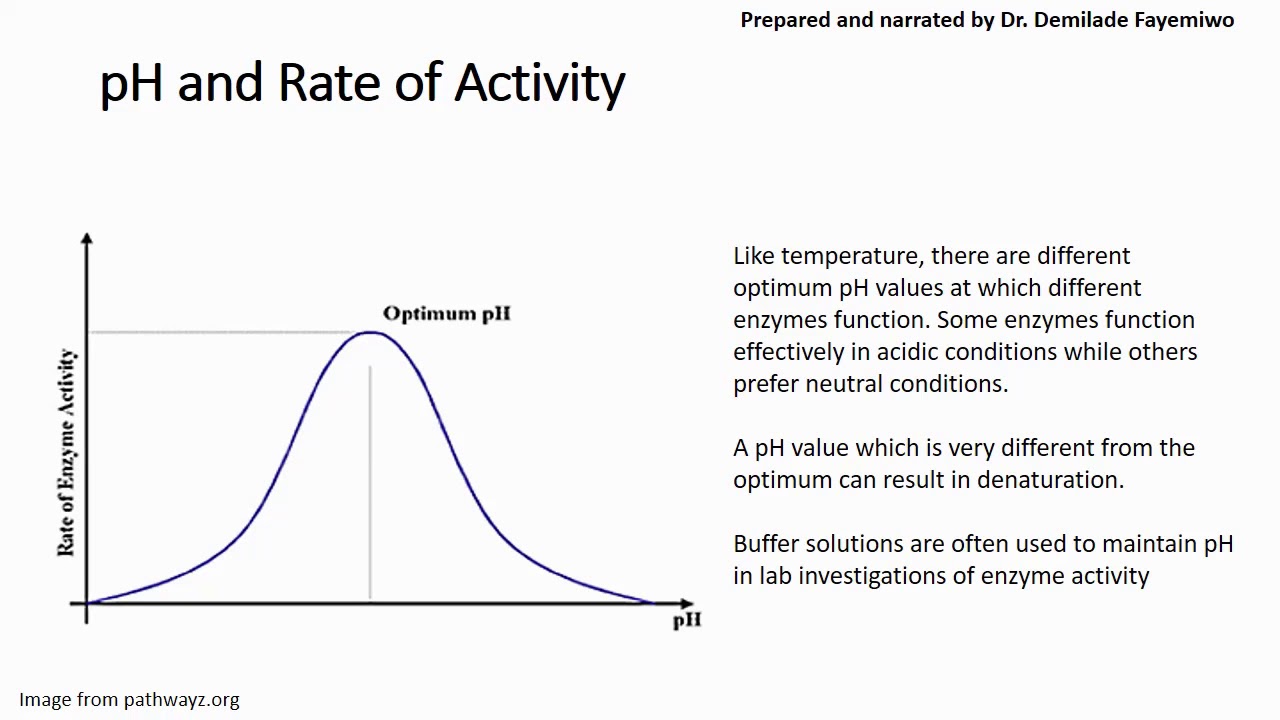 Chapter 3.2: Factors that Affect Enzyme Activity - YouTube