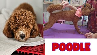 Beautiful Toy Poodle,#7 blade, haircut
