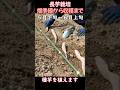 長芋栽培~畑準備から収穫までを超高速で1分間のショート動画にしました:2025年版