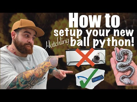 Vídeo: Como configurar uma banheira de plástico para Pythons Ball