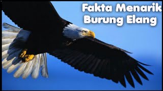 5 Fakta Unik Burung Elang
