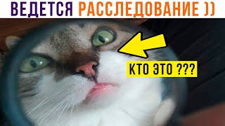 ВЕДЁТСЯ РАССЛЕДОВАНИЕ ))) Приколы с котами | Мемозг 1078